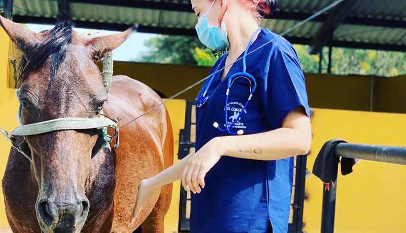 Practicas Reales - El Corcel Centro Tecnico Veterinario Cali Colombia