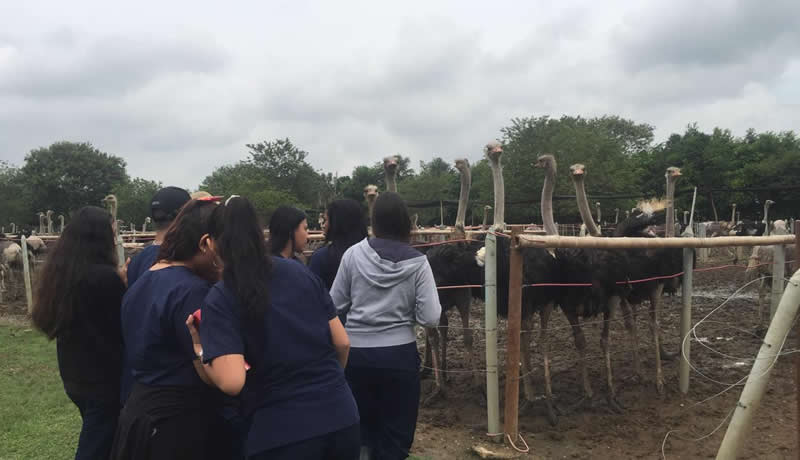 Practicas Reales - El Corcel Centro Tecnico Veterinario Cali Colombia