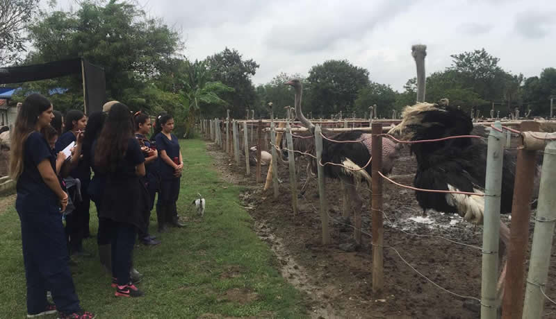 Practicas Reales - El Corcel Centro Tecnico Veterinario Cali Colombia