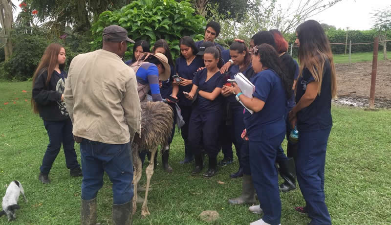 Practicas Reales - El Corcel Centro Tecnico Veterinario Cali Colombia