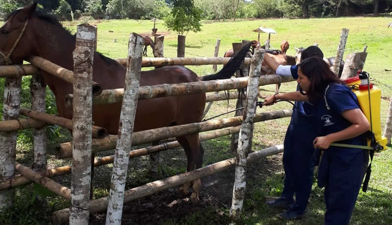 Practicas Reales - El Corcel Centro Tecnico Veterinario Cali Colombia