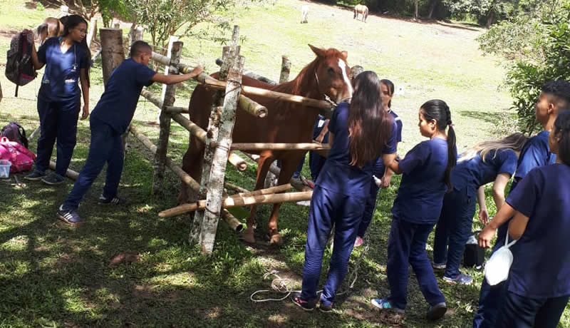 Practicas Reales - El Corcel Centro Tecnico Veterinario Cali Colombia