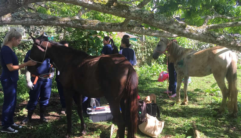 Practicas Reales - El Corcel Centro Tecnico Veterinario Cali Colombia