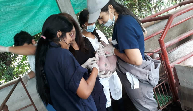 Practicas Reales - El Corcel Centro Tecnico Veterinario Cali Colombia