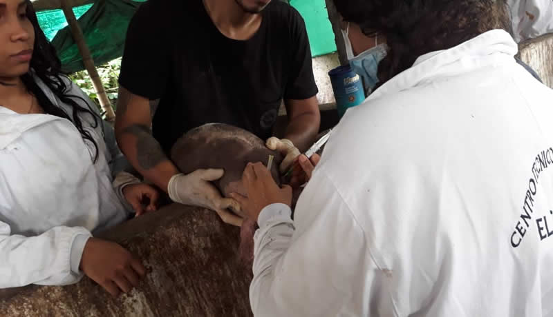 Practicas Reales - El Corcel Centro Tecnico Veterinario Cali Colombia