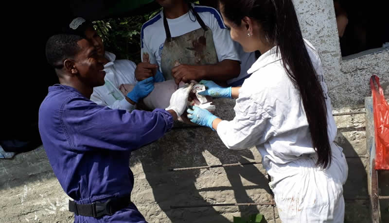 Practicas Reales - El Corcel Centro Tecnico Veterinario Cali Colombia