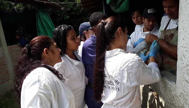 Practicas Reales - El Corcel Centro Tecnico Veterinario Cali Colombia