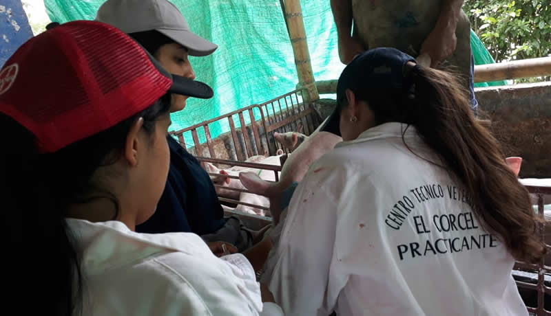 Practicas Reales - El Corcel Centro Tecnico Veterinario Cali Colombia