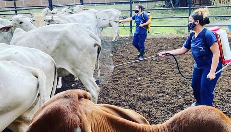 Practicas Reales - El Corcel Centro Tecnico Veterinario Cali Colombia