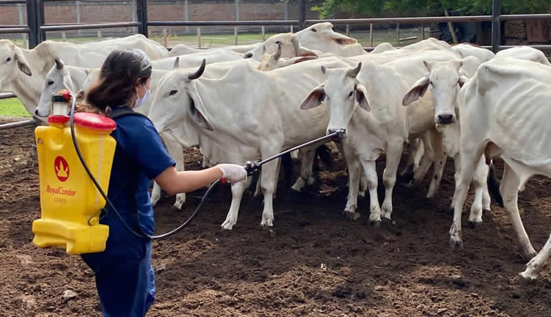 Practicas Reales - El Corcel Centro Tecnico Veterinario Cali Colombia