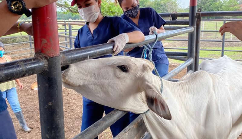 Practicas Reales - El Corcel Centro Tecnico Veterinario Cali Colombia