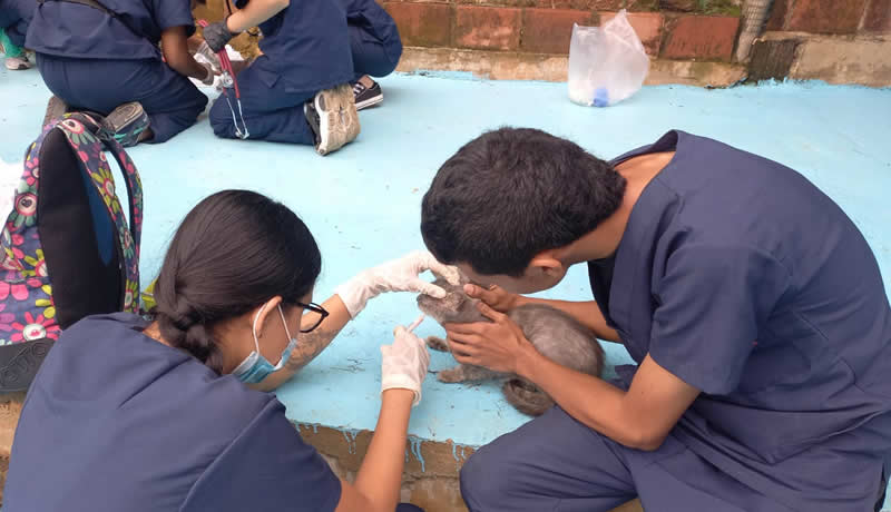 Practicas Reales - El Corcel Centro Tecnico Veterinario Cali Colombia