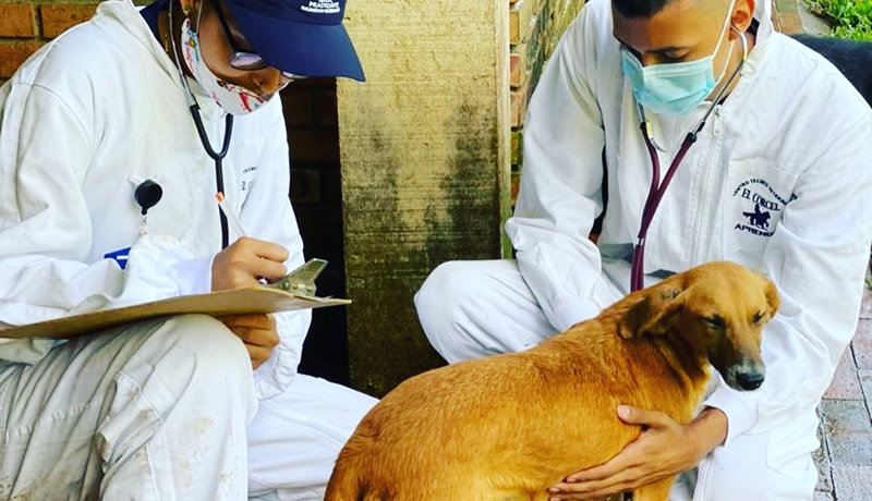 Practicas Reales - El Corcel Centro Tecnico Veterinario Cali Colombia