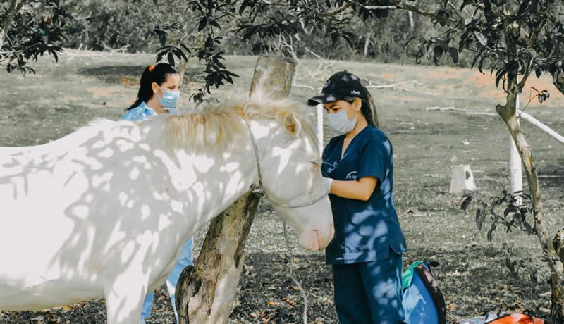 Practicas Reales - El Corcel Centro Tecnico Veterinario Cali Colombia