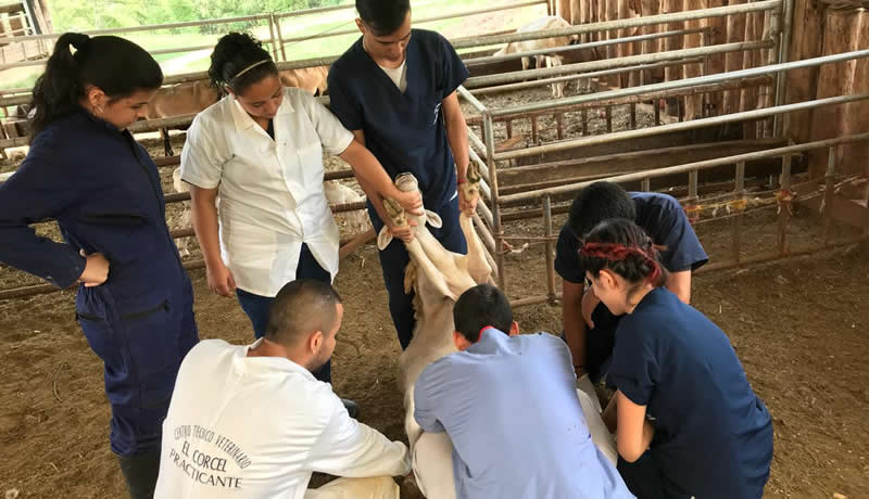 Practicas Reales - El Corcel Centro Tecnico Veterinario Cali Colombia