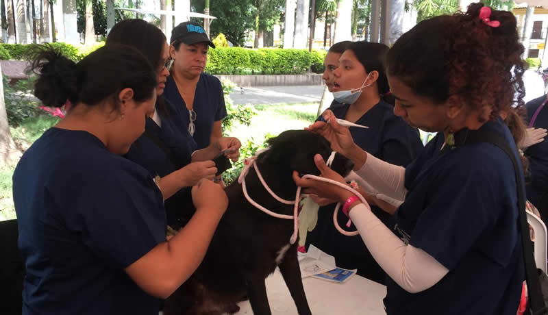 Practicas Reales - El Corcel Centro Tecnico Veterinario Cali Colombia