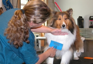 El Corcel Centro Tecnico Veterinario