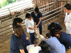 Centro tecnico Veterinario El Corcel