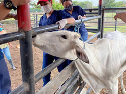 Centro tecnico Veterinario El Corcel