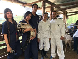 Centro tecnico Veterinario El Corcel