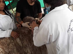 Centro tecnico Veterinario El Corcel