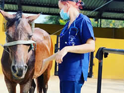 Centro tecnico Veterinario El Corcel