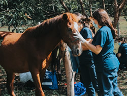 Centro tecnico Veterinario El Corcel